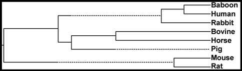 A Dendrogram of Hemoglobins Across Animals