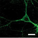 Schematic of Neuron